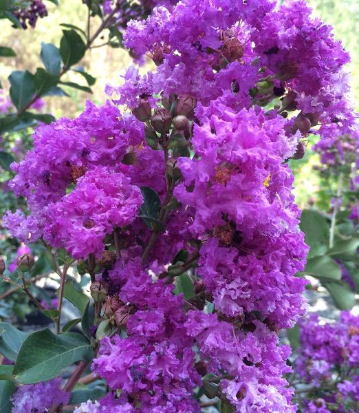Lagerstroemia indica 'Superviolace'